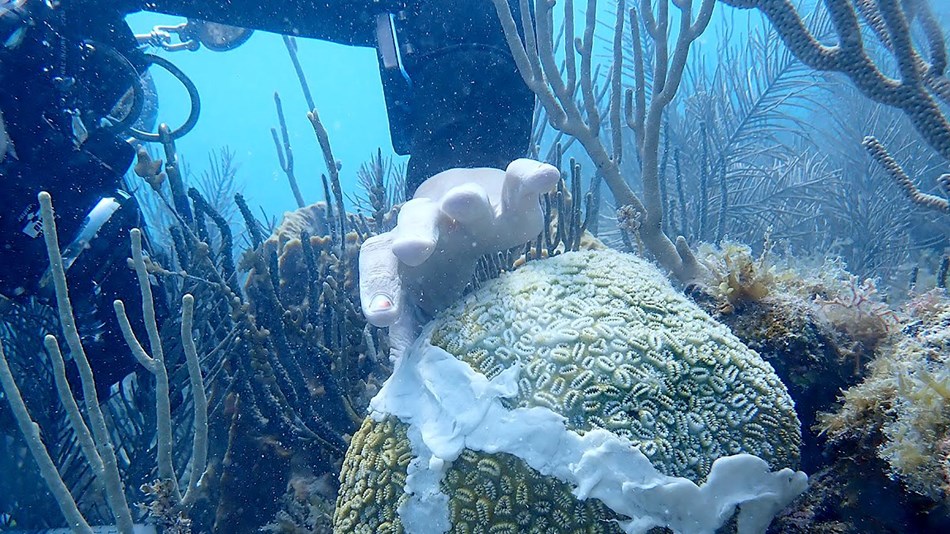 Stony Coral Loss Disease Treatment at Dry Tortugas NP - NPS/Rachel Johns