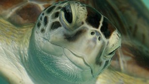 Sea turtle, Dry Tortugas National Park, 2015. NPS photo.