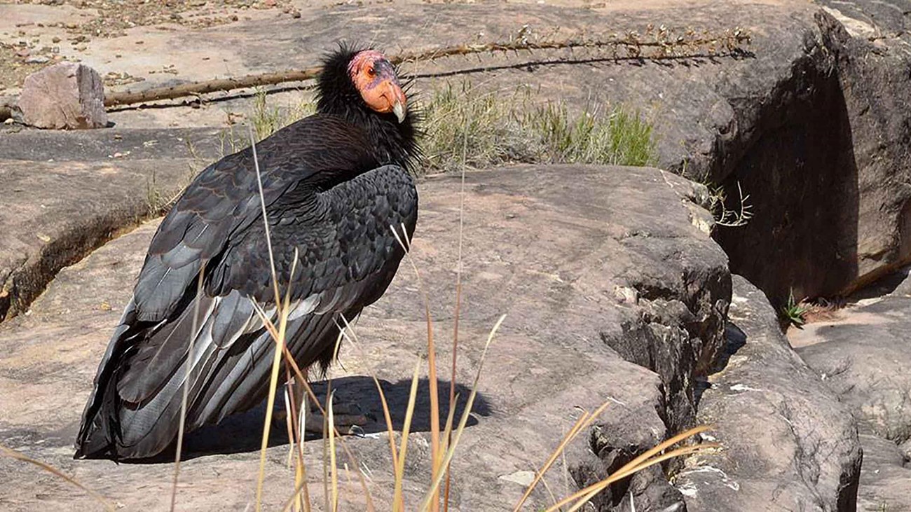 California condor, 2015, Grand Canyon National Park. NPS photo.