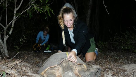A woman kneels in sand as she measures the shell of a live sea turtle.