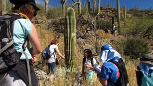 Arizona Trails Association volunteers survey saguaros. NPS photo.