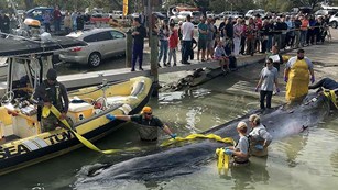 Bryde's-like whale in Everglades. NPS photo.