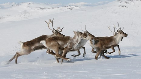 Spring caribou. NPS/Kyle Joly