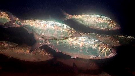 American shad. Robert S. Michelson.