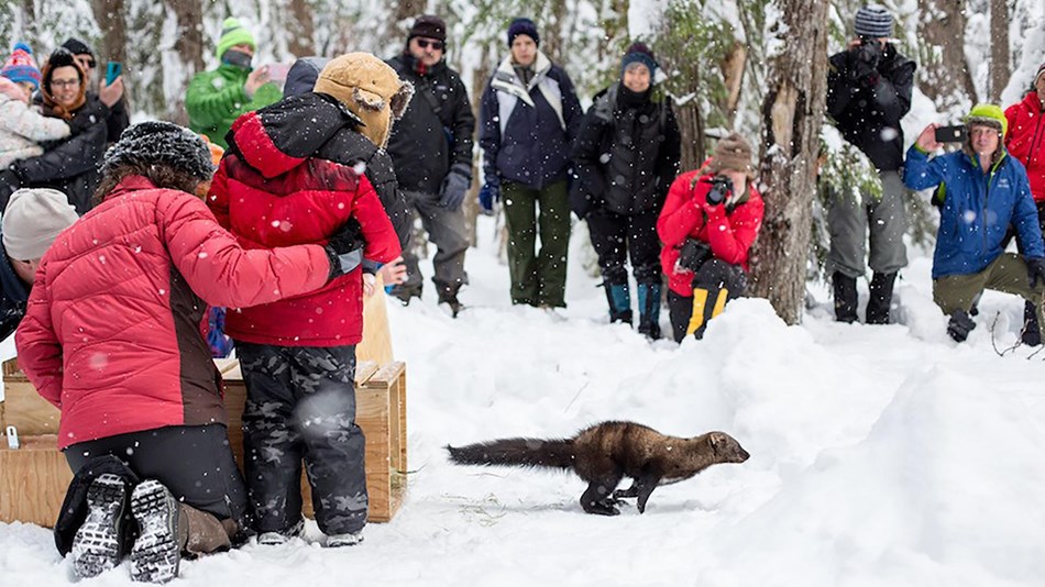 Fisher being released from wooden crate into snow-covered forest with people watching. NPS/K. Bacher