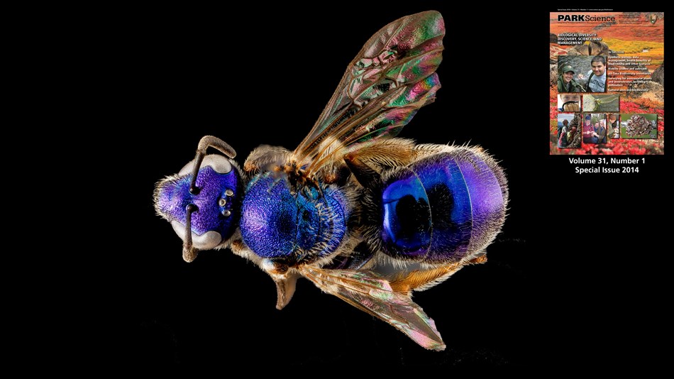 Augochlorella aurata with Park Science 31-1_2014. Credit: USGS Bee Inventory and Monitoring Lab.