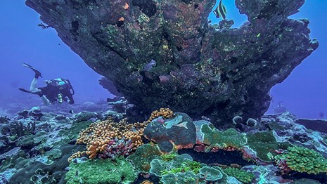 Giant coral head among other corals in American Samoa, with diver in background. NPS/Brett Seymour