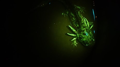 The head of a salamander in water showing gill patterning while fluorescing green