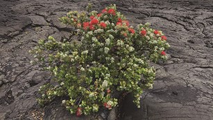 A flowering shrub grows in a lava field