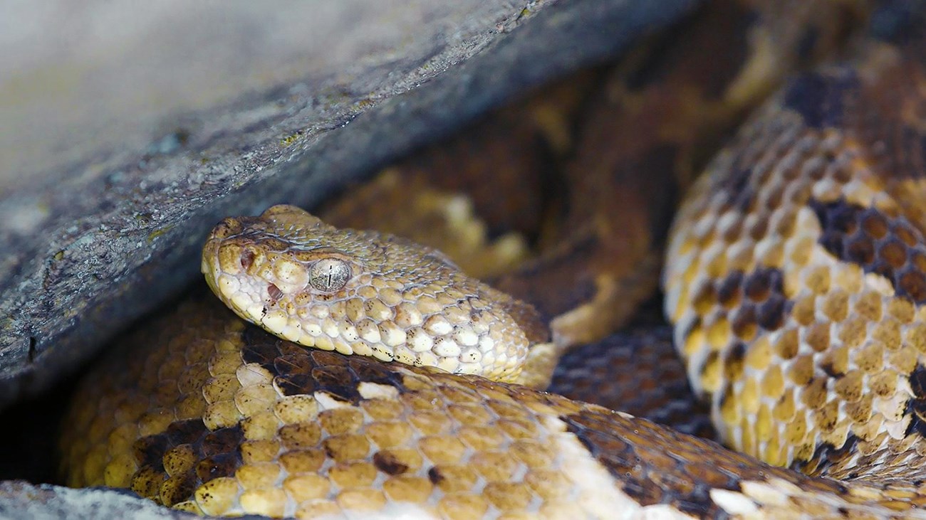 Closeup of a rattlesnake curled up under a rock.