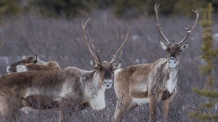 Caribou in winter in Denali National Park. NPS/Kent Miller
