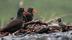 Two black oystercatchers on rocky beach with chick in the Kenai Fjords intertidal. NPS/ Kent Miller