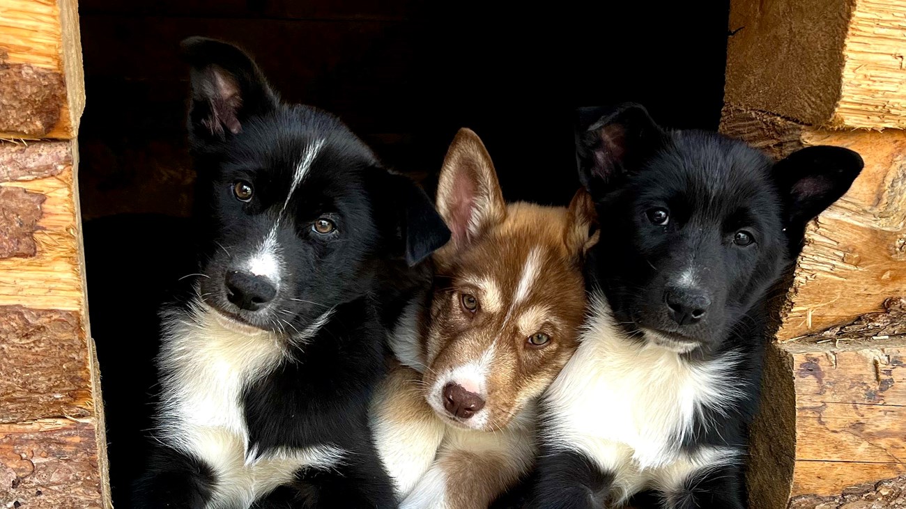 Three puppies look out from a wooden entranceway. Two of them are black and white, and one is brown.