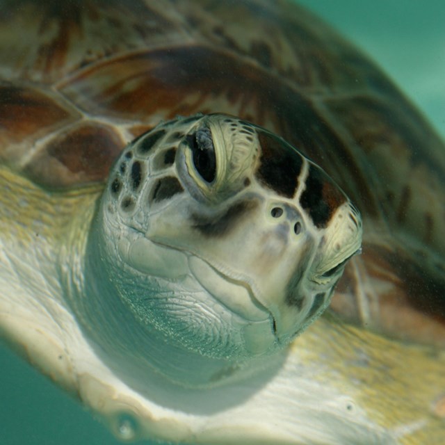Sea turtle, Dry Tortugas National Park, 2015. NPS photo.
