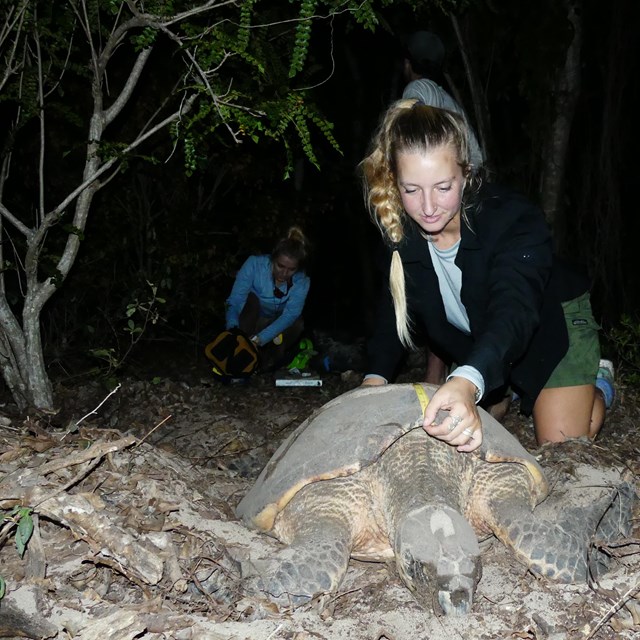 A woman kneels in sand as she measures the shell of a live sea turtle.