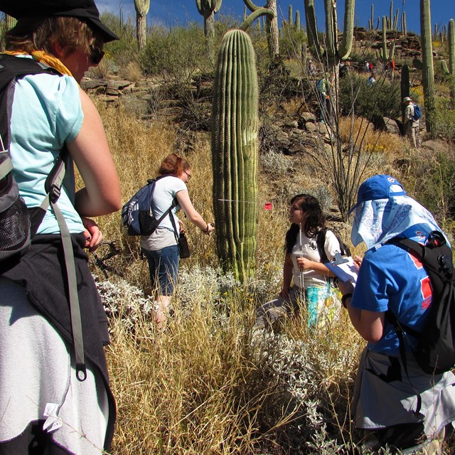 Arizona Trails Association volunteers survey saguaros. NPS photo.