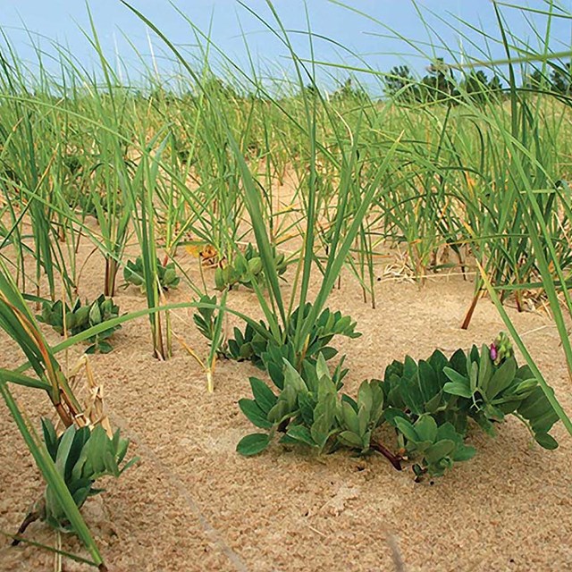 Beach peas and marram grass at Sleeping Bear Dunes. Photo courtesy of Jo Ann Dollard.