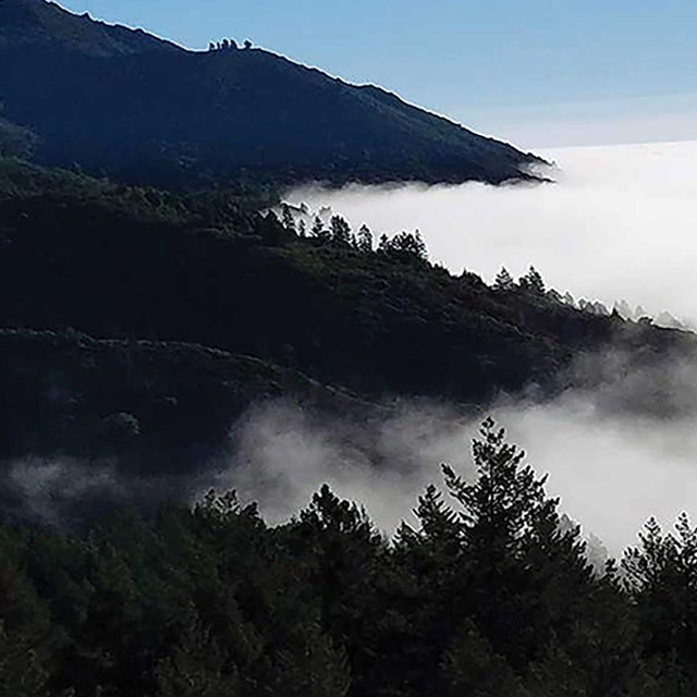 Forested Mount Tamalpais rises above lowland fog. Photo by One Tam/Rachel Kesel.