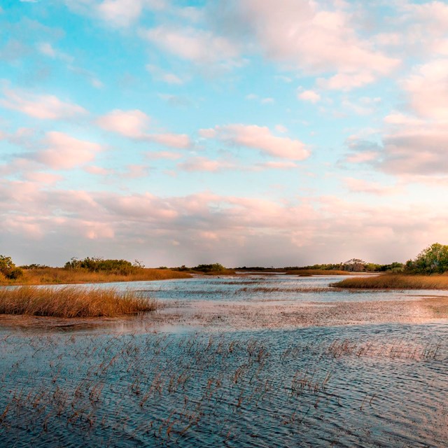 Tree islands rise out of wet landscape at sunset