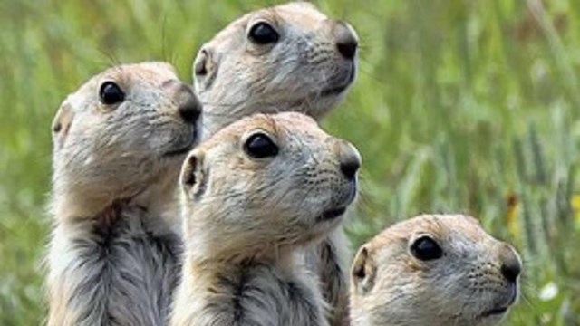 Prairie Dogs standing together and scanning the horizon