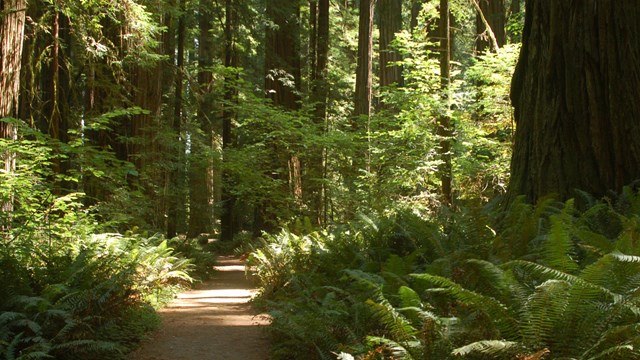 a wide trail leads through a deeply wooded area of tall trees