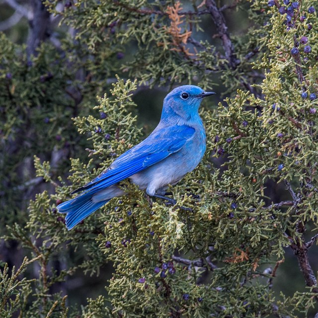 bright blue bird in green tree