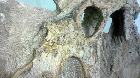 zion national park fossils