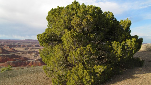 Trees and Shrubs