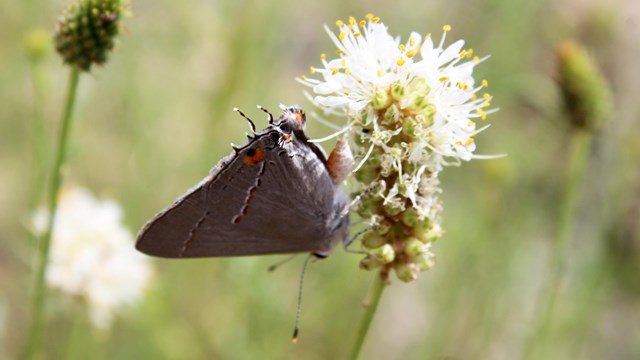 Butterfly on flower