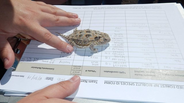 Lizard on clipboard