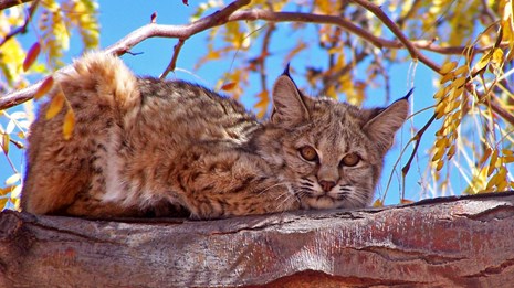 Animals - Petrified Forest National Park (U.S. National Park Service)