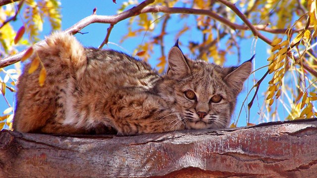 Bobcat in a tree