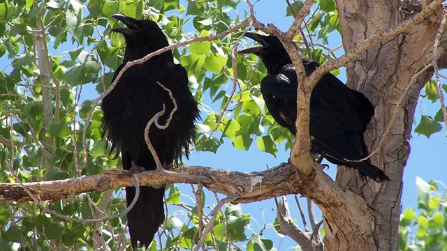 Two ravens in a tree