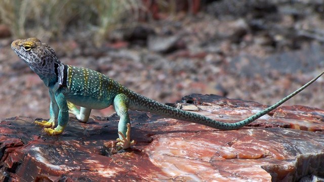 Collared lizard on petrified wood