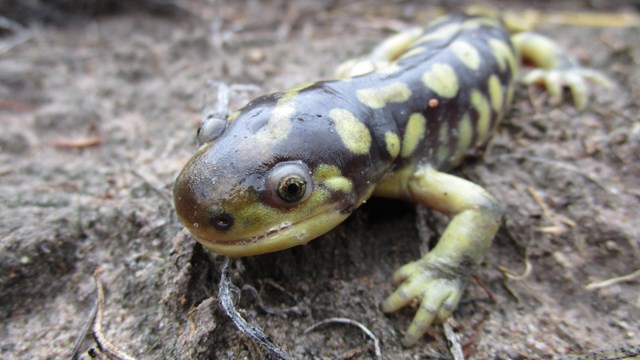 Tiger salamander