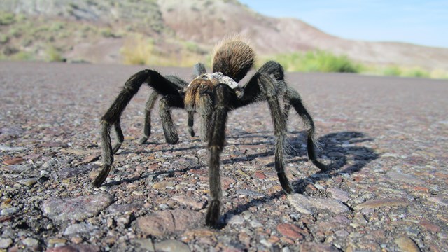 Tarantula walking on the road