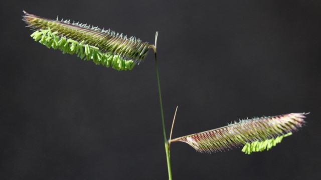 Grasses, Reeds, Rushes, and Sedges