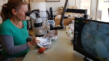 Cathy looks at fossils under the microscope as she prepares them.