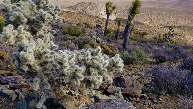Diverse Landscapes