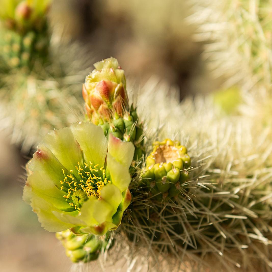 Cholla Buds