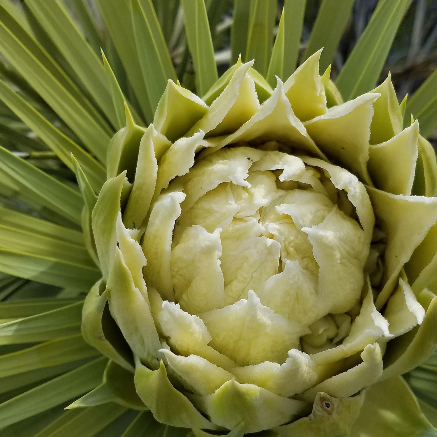 Joshua Tree flower