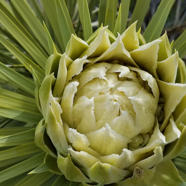 Joshua Tree flower