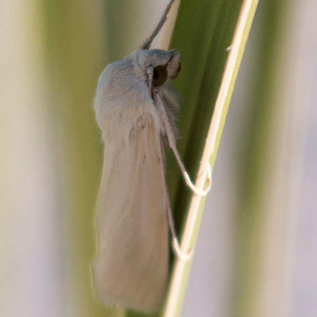 Yucca Moth