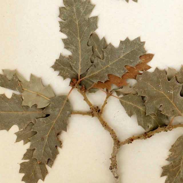 Hybrid Oak (Quercus x munzii)