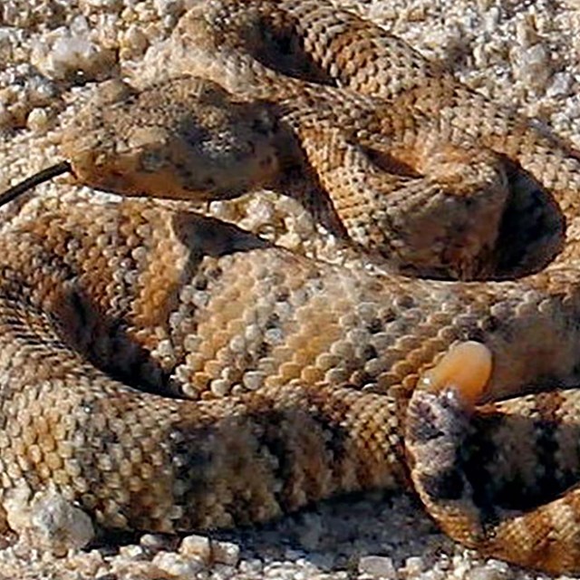 Speckled Rattlesnake (Crotalus michelli)
