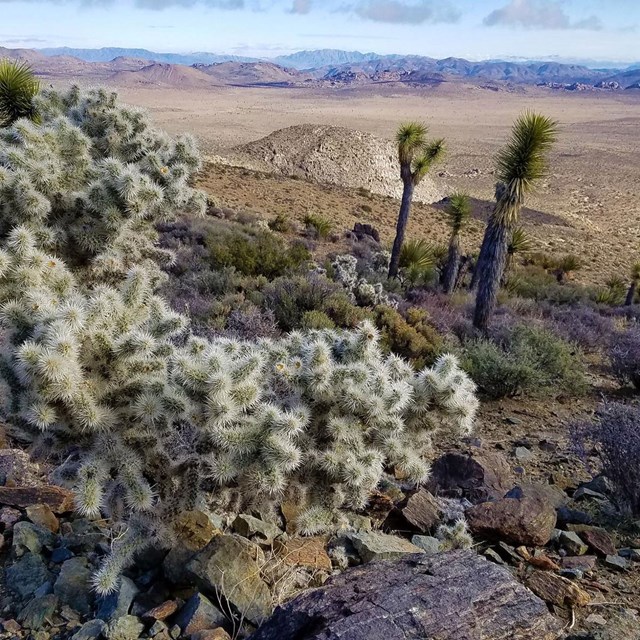 View from the Top of Ryan Mountain