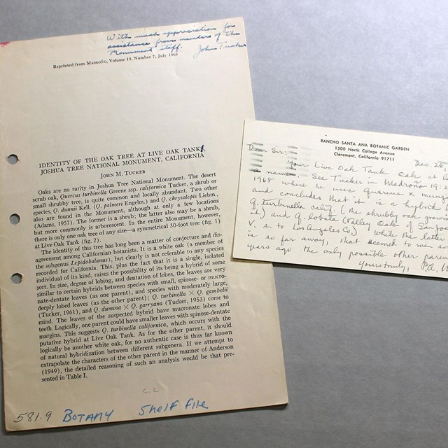 John Tucker's report in the journal Madroño and postcard detailing the naming of the oak from Munz