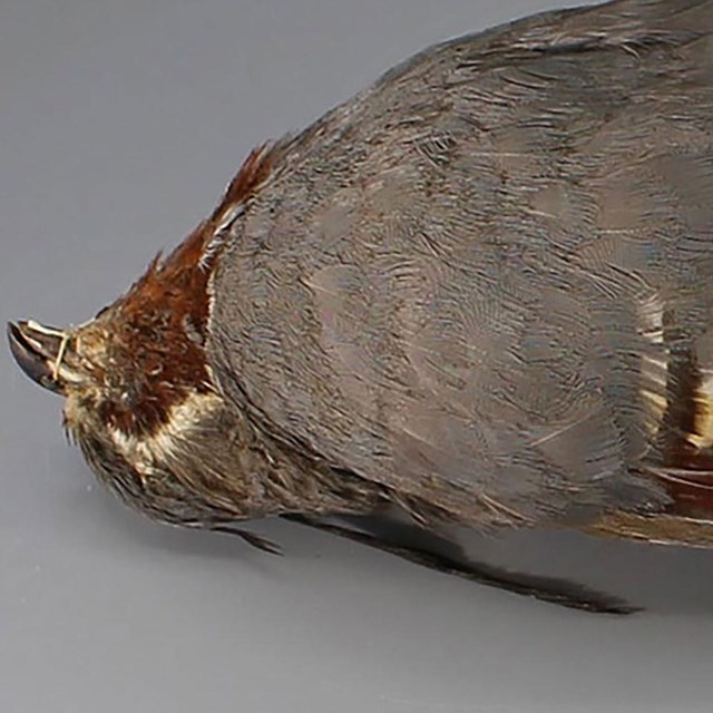 Mountain Quail (Oreortyx pictus)