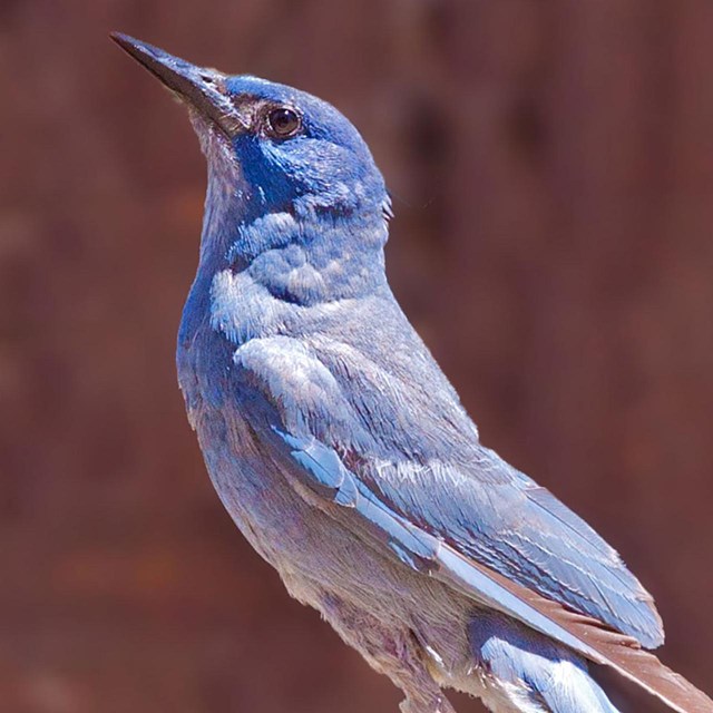 Pinyon Jay