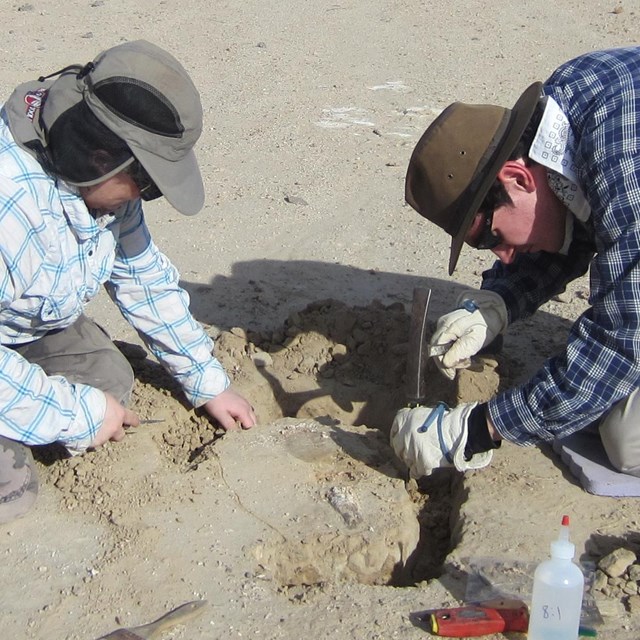 Paleontologists removing a specimen